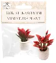 Miniature plant red
